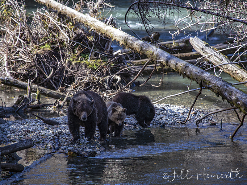 The Bears of Bute Inlet | IntoThePlanet