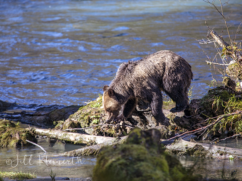 The Bears of Bute Inlet | IntoThePlanet